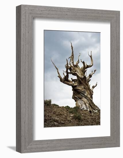 California, Ancient Bristlecone Pine, Shulman Grove-Bernard Friel-Framed Photographic Print