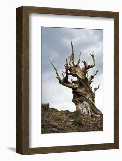 California, Ancient Bristlecone Pine, Shulman Grove-Bernard Friel-Framed Photographic Print