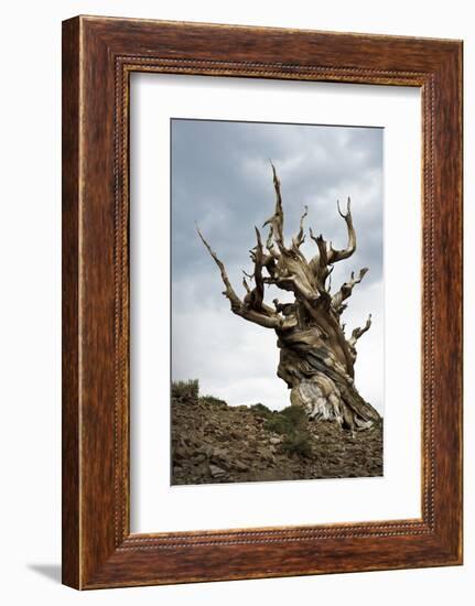 California, Ancient Bristlecone Pine, Shulman Grove-Bernard Friel-Framed Photographic Print