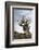 California, Ancient Bristlecone Pine, Shulman Grove-Bernard Friel-Framed Photographic Print