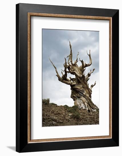 California, Ancient Bristlecone Pine, Shulman Grove-Bernard Friel-Framed Photographic Print