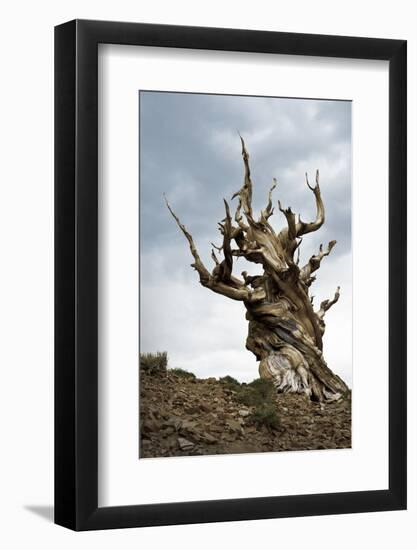 California, Ancient Bristlecone Pine, Shulman Grove-Bernard Friel-Framed Photographic Print