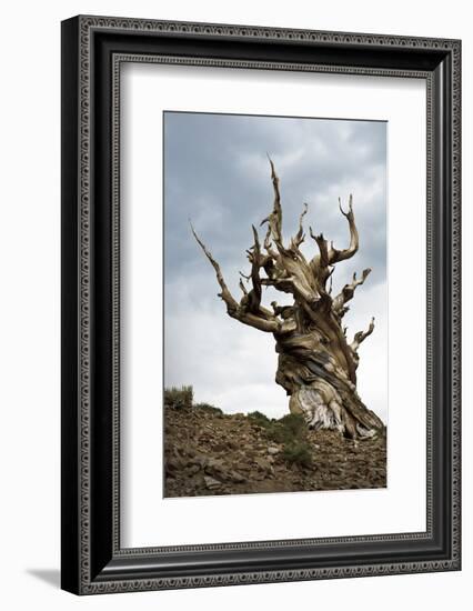 California, Ancient Bristlecone Pine, Shulman Grove-Bernard Friel-Framed Photographic Print