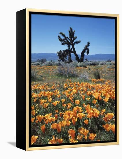California, Antelope Valley, California Poppy and a Joshua Tree-Christopher Talbot Frank-Framed Premier Image Canvas