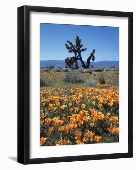 California, Antelope Valley, California Poppy and a Joshua Tree-Christopher Talbot Frank-Framed Photographic Print