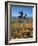 California, Antelope Valley, California Poppy and a Joshua Tree-Christopher Talbot Frank-Framed Photographic Print