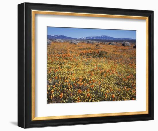 California, Antelope Valley, California Poppy and Goldfields-Christopher Talbot Frank-Framed Photographic Print