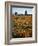 California, Antelope Valley, Joshua Trees and Wildflowers Cover a Hill-Christopher Talbot Frank-Framed Photographic Print