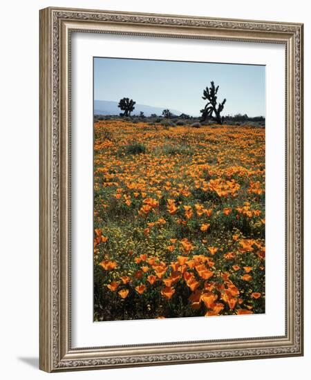 California, Antelope Valley, Joshua Trees and Wildflowers Cover a Hill-Christopher Talbot Frank-Framed Photographic Print