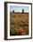 California, Antelope Valley, Joshua Trees and Wildflowers Cover a Hill-Christopher Talbot Frank-Framed Photographic Print