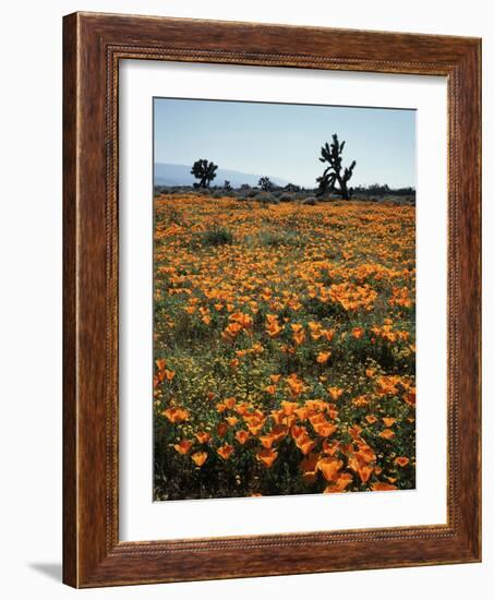 California, Antelope Valley, Joshua Trees and Wildflowers Cover a Hill-Christopher Talbot Frank-Framed Photographic Print