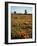 California, Antelope Valley, Joshua Trees and Wildflowers Cover a Hill-Christopher Talbot Frank-Framed Photographic Print