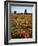 California, Antelope Valley, Joshua Trees and Wildflowers Cover a Hill-Christopher Talbot Frank-Framed Photographic Print