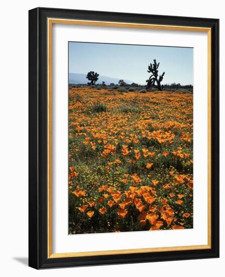 California, Antelope Valley, Joshua Trees and Wildflowers Cover a Hill-Christopher Talbot Frank-Framed Photographic Print