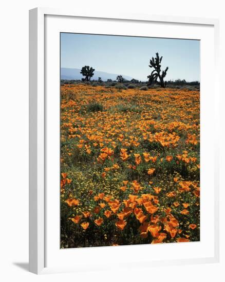 California, Antelope Valley, Joshua Trees and Wildflowers Cover a Hill-Christopher Talbot Frank-Framed Photographic Print