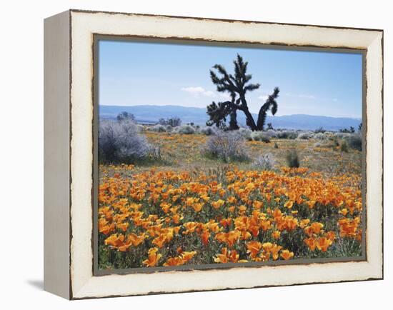 California, Antelope Valley, Joshua Trees in California Poppy-Christopher Talbot Frank-Framed Premier Image Canvas