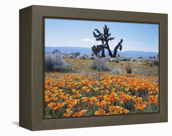 California, Antelope Valley, Joshua Trees in California Poppy-Christopher Talbot Frank-Framed Premier Image Canvas