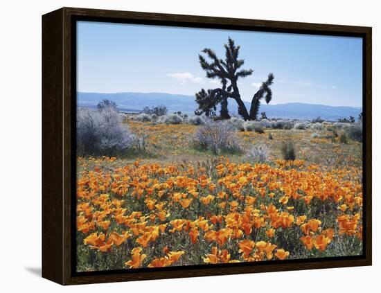 California, Antelope Valley, Joshua Trees in California Poppy-Christopher Talbot Frank-Framed Premier Image Canvas