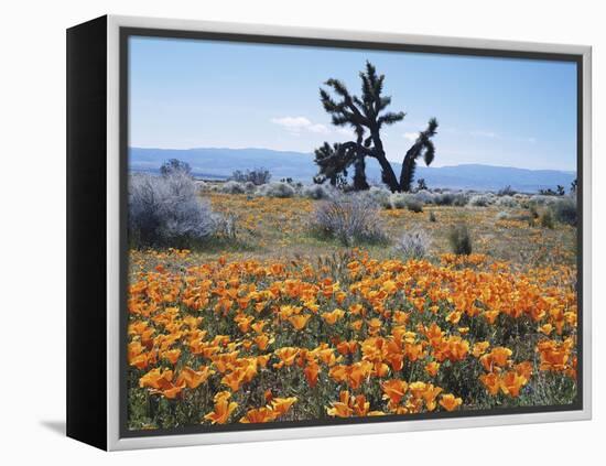 California, Antelope Valley, Joshua Trees in California Poppy-Christopher Talbot Frank-Framed Premier Image Canvas
