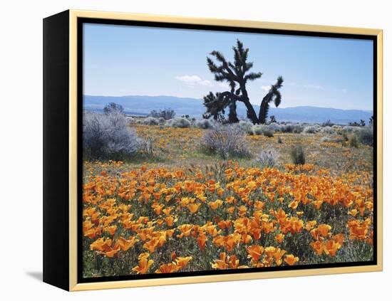 California, Antelope Valley, Joshua Trees in California Poppy-Christopher Talbot Frank-Framed Premier Image Canvas