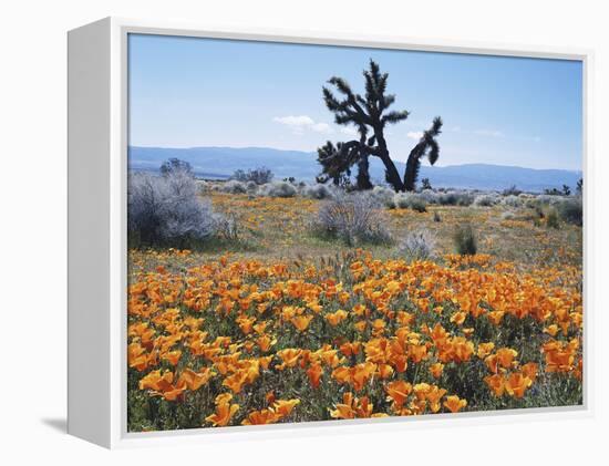 California, Antelope Valley, Joshua Trees in California Poppy-Christopher Talbot Frank-Framed Premier Image Canvas