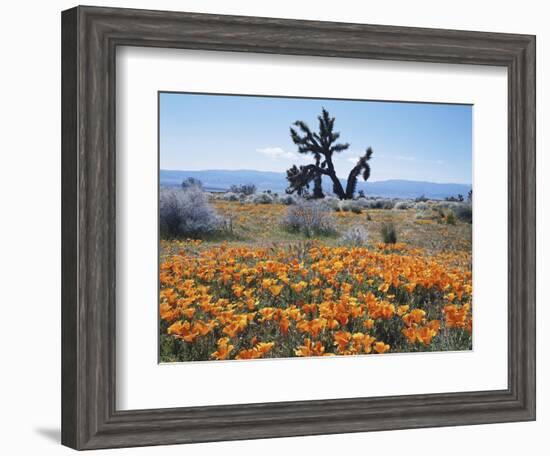 California, Antelope Valley, Joshua Trees in California Poppy-Christopher Talbot Frank-Framed Photographic Print