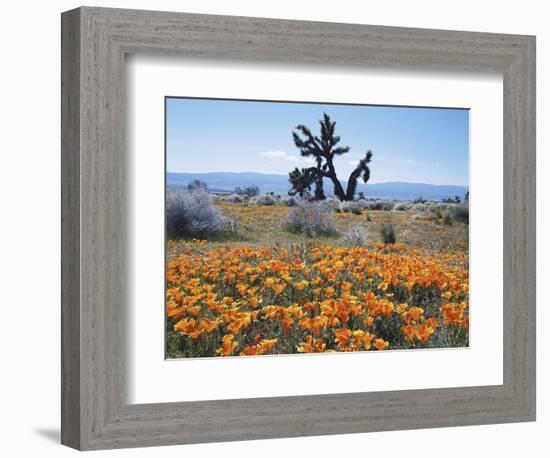 California, Antelope Valley, Joshua Trees in California Poppy-Christopher Talbot Frank-Framed Photographic Print