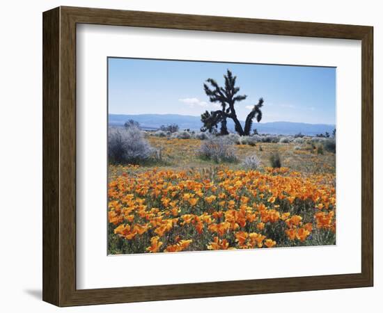 California, Antelope Valley, Joshua Trees in California Poppy-Christopher Talbot Frank-Framed Photographic Print