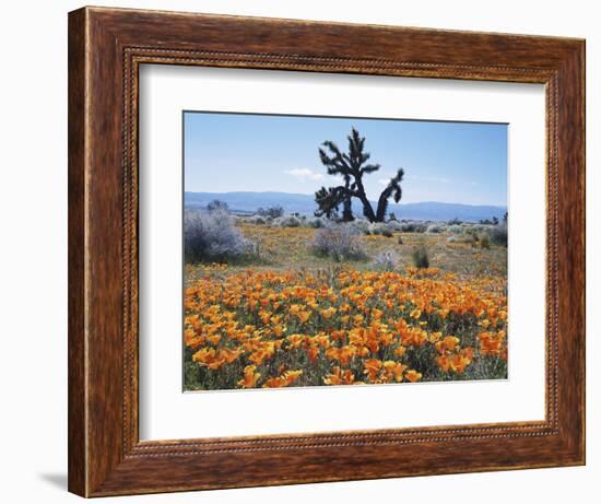 California, Antelope Valley, Joshua Trees in California Poppy-Christopher Talbot Frank-Framed Photographic Print