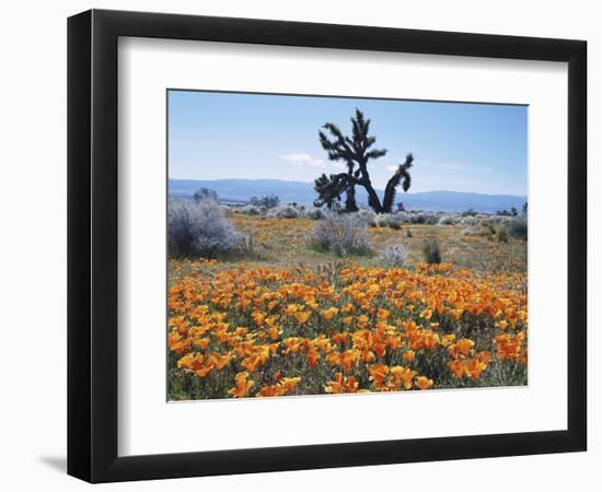 California, Antelope Valley, Joshua Trees in California Poppy-Christopher Talbot Frank-Framed Photographic Print