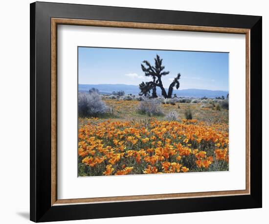 California, Antelope Valley, Joshua Trees in California Poppy-Christopher Talbot Frank-Framed Photographic Print