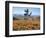 California, Antelope Valley, Joshua Trees in California Poppy-Christopher Talbot Frank-Framed Photographic Print