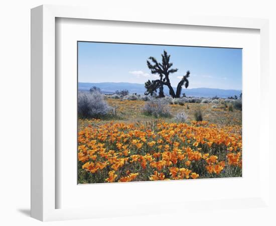 California, Antelope Valley, Joshua Trees in California Poppy-Christopher Talbot Frank-Framed Photographic Print