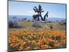 California, Antelope Valley, Joshua Trees in California Poppy-Christopher Talbot Frank-Mounted Photographic Print