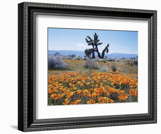 California, Antelope Valley, Joshua Trees in California Poppy-Christopher Talbot Frank-Framed Photographic Print