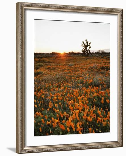 California, Antelope Valley, Sunrise Behind a Joshua Tree and Flowers-Christopher Talbot Frank-Framed Photographic Print