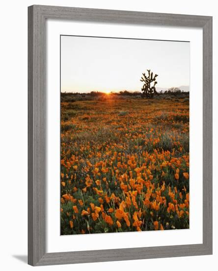 California, Antelope Valley, Sunrise Behind a Joshua Tree and Flowers-Christopher Talbot Frank-Framed Photographic Print