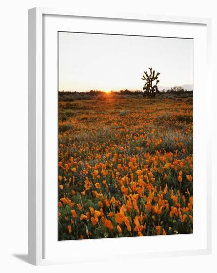 California, Antelope Valley, Sunrise Behind a Joshua Tree and Flowers-Christopher Talbot Frank-Framed Photographic Print