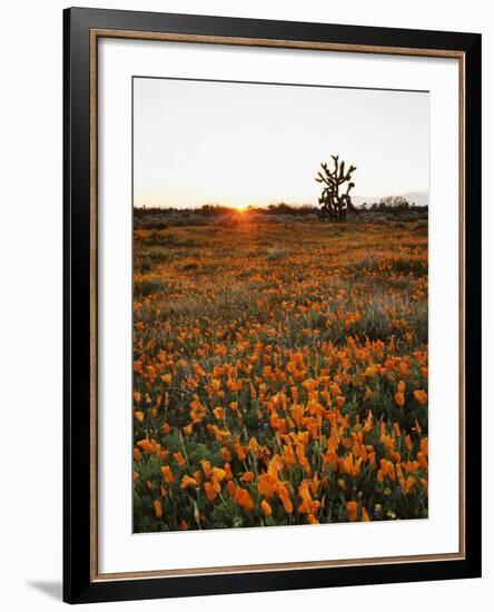 California, Antelope Valley, Sunrise Behind a Joshua Tree and Flowers-Christopher Talbot Frank-Framed Photographic Print