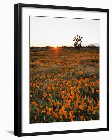 California, Antelope Valley, Sunrise Behind a Joshua Tree and Flowers-Christopher Talbot Frank-Framed Photographic Print