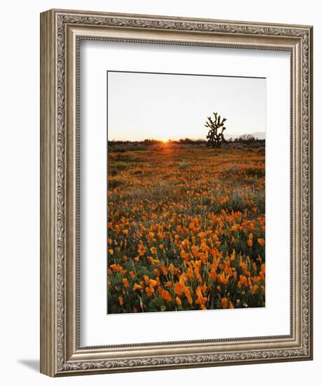 California, Antelope Valley, Sunrise Behind a Joshua Tree and Flowers-Christopher Talbot Frank-Framed Photographic Print