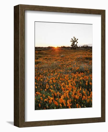 California, Antelope Valley, Sunrise Behind a Joshua Tree and Flowers-Christopher Talbot Frank-Framed Photographic Print