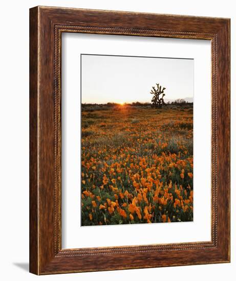 California, Antelope Valley, Sunrise Behind a Joshua Tree and Flowers-Christopher Talbot Frank-Framed Photographic Print