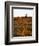 California, Antelope Valley, Sunrise Behind a Joshua Tree and Flowers-Christopher Talbot Frank-Framed Photographic Print