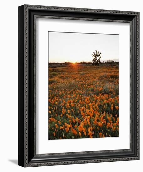 California, Antelope Valley, Sunrise Behind a Joshua Tree and Flowers-Christopher Talbot Frank-Framed Photographic Print