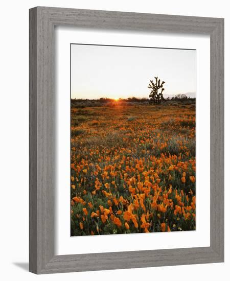 California, Antelope Valley, Sunrise Behind a Joshua Tree and Flowers-Christopher Talbot Frank-Framed Photographic Print