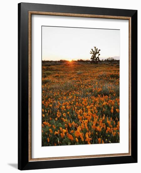 California, Antelope Valley, Sunrise Behind a Joshua Tree and Flowers-Christopher Talbot Frank-Framed Photographic Print