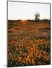 California, Antelope Valley, Sunrise Behind a Joshua Tree and Flowers-Christopher Talbot Frank-Mounted Photographic Print