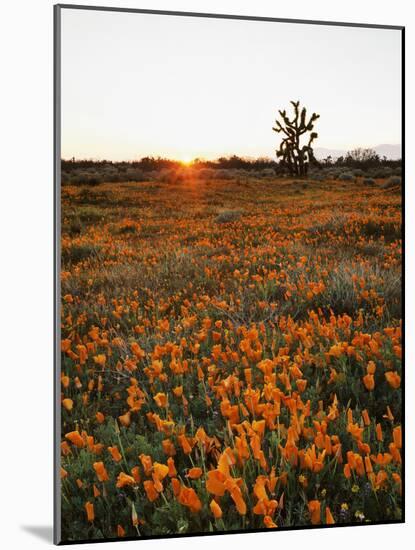 California, Antelope Valley, Sunrise Behind a Joshua Tree and Flowers-Christopher Talbot Frank-Mounted Photographic Print