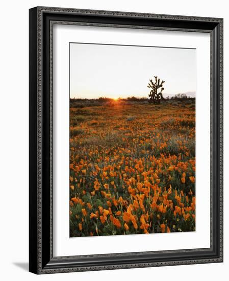 California, Antelope Valley, Sunrise Behind a Joshua Tree and Flowers-Christopher Talbot Frank-Framed Photographic Print